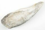 Fossil Primitive Whale (Pappocetus) Incisor Tooth - Morocco #215111-1